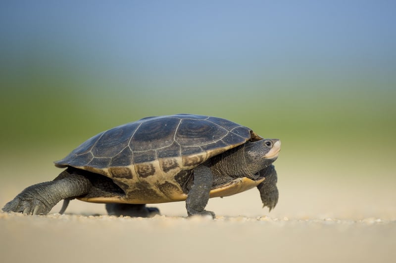 Slow Walking